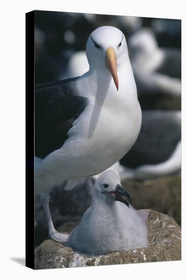 Black-Browed Albatross and Chick-DLILLC-Premier Image Canvas