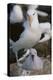 Black-Browed Albatross and Chick-DLILLC-Premier Image Canvas