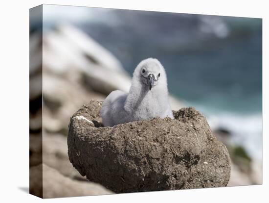 Black-browed Albatross chick in its nest. Falkland Islands-Martin Zwick-Premier Image Canvas