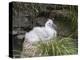 Black-browed Albatross chick in its nest. Falkland Islands-Martin Zwick-Premier Image Canvas