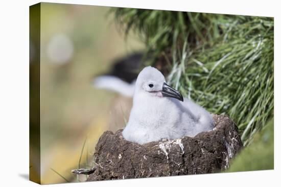 Black-Browed Albatross Chick on Tower Shaped Nest. Falkland Islands-Martin Zwick-Premier Image Canvas