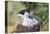 Black-Browed Albatross Chick on Tower Shaped Nest. Falkland Islands-Martin Zwick-Premier Image Canvas