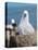 Black-Browed Albatross Chick on Tower Shaped Nest. Falkland Islands-Martin Zwick-Premier Image Canvas