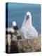 Black-Browed Albatross Chick on Tower Shaped Nest. Falkland Islands-Martin Zwick-Premier Image Canvas