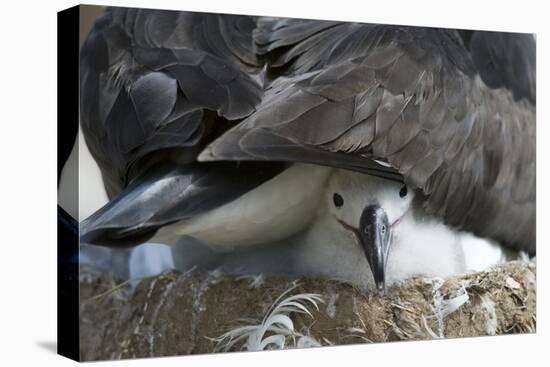 Black-Browed Albatross Chick Peeking Out-DLILLC-Premier Image Canvas