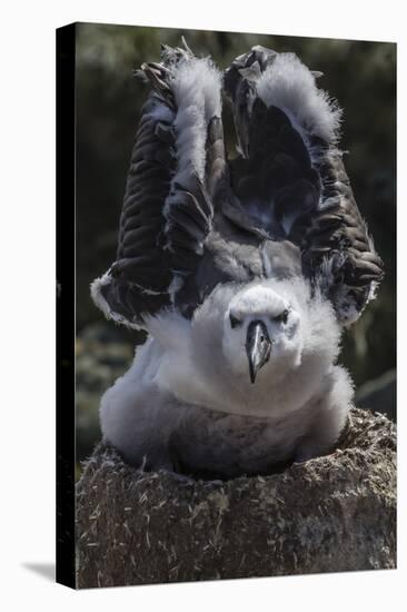 Black-Browed Albatross Chick Testing its Wings in New Island Nature Reserve, Falkland Islands-Michael Nolan-Premier Image Canvas