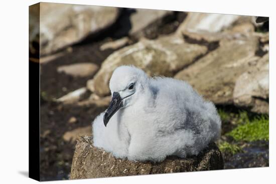 Black-browed albatross chick (Thalassarche melanophris), Saunders Island, Falklands, South America-Michael Runkel-Premier Image Canvas