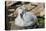 Black-browed albatross chick (Thalassarche melanophris), Saunders Island, Falklands, South America-Michael Runkel-Premier Image Canvas