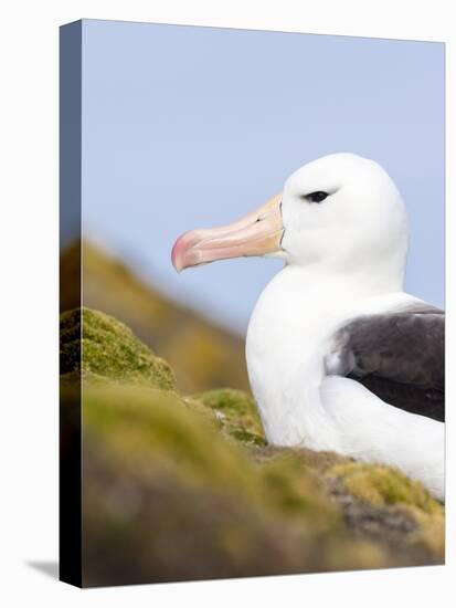 Black-browed Albatross. Falkland Islands-Martin Zwick-Premier Image Canvas