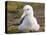 Black-browed Albatross. Falkland Islands-Martin Zwick-Premier Image Canvas