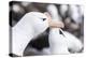 Black-Browed Albatross Greeting Courtship Display. Falkland Islands-Martin Zwick-Premier Image Canvas