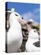 Black-Browed Albatross Greeting Courtship Display. Falkland Islands-Martin Zwick-Premier Image Canvas