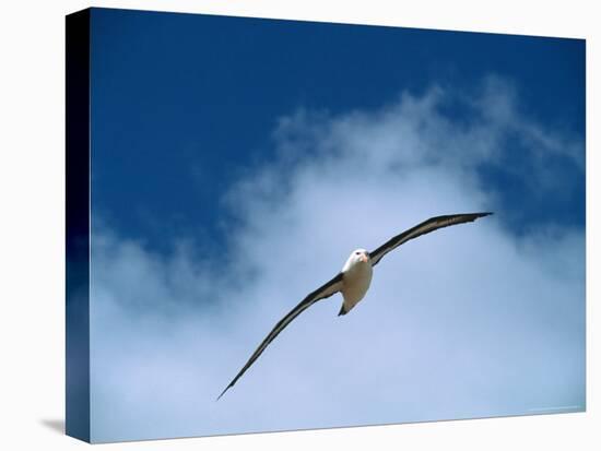 Black-Browed Albatross in Flight, Argentina-Charles Sleicher-Premier Image Canvas