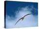 Black-Browed Albatross in Flight, Argentina-Charles Sleicher-Premier Image Canvas