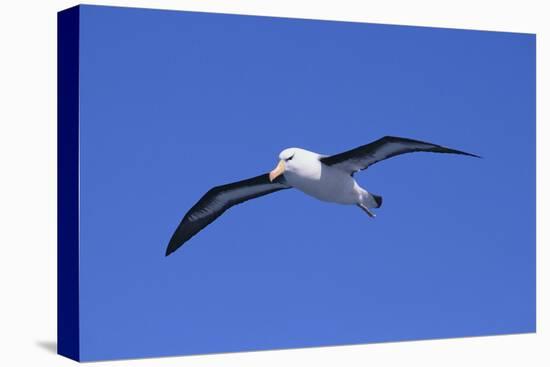 Black-Browed Albatross in Flight-DLILLC-Premier Image Canvas