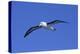 Black-Browed Albatross in Flight-DLILLC-Premier Image Canvas