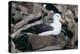 Black-Browed Albatross in Flight-DLILLC-Premier Image Canvas