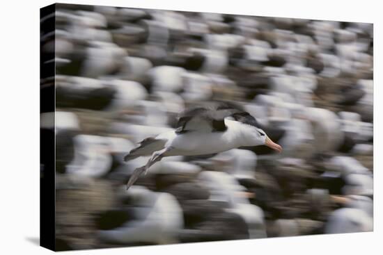 Black-Browed Albatross in Flight-DLILLC-Premier Image Canvas