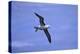 Black-Browed Albatross in Flight-DLILLC-Premier Image Canvas
