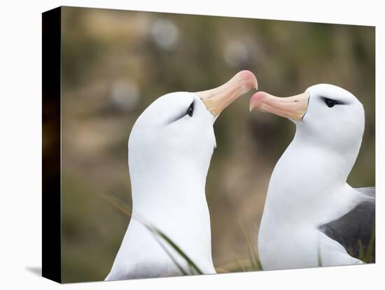 Black-browed albatross or black-browed mollymawk, Falkland Islands-Martin Zwick-Premier Image Canvas