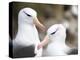 Black-browed albatross or black-browed mollymawk, Falkland Islands-Martin Zwick-Premier Image Canvas