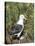 Black-browed albatross or black-browed mollymawk (Thalassarche melanophris).-Martin Zwick-Premier Image Canvas