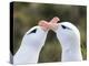 Black-browed albatross or black-browed mollymawk, typical courtship and greeting behavior.-Martin Zwick-Premier Image Canvas