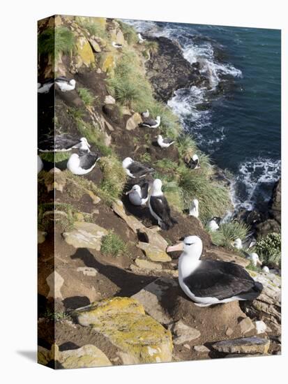 Black-Browed Albatross or Mollymawk, Colony. Falkland Islands-Martin Zwick-Premier Image Canvas