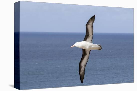 Black-Browed Albatross or Mollymawk, Flight Shot. Falkland Islands-Martin Zwick-Premier Image Canvas