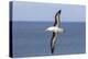 Black-Browed Albatross or Mollymawk, Flight Shot. Falkland Islands-Martin Zwick-Premier Image Canvas