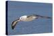 Black-Browed Albatross or Mollymawk, Flight Shot. Falkland Islands-Martin Zwick-Premier Image Canvas