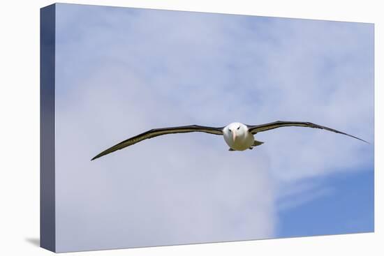 Black-Browed Albatross or Mollymawk, Flight Shot. Falkland Islands-Martin Zwick-Premier Image Canvas