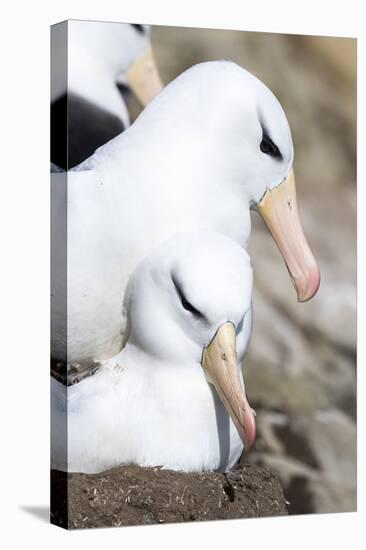 Black-Browed Albatross or Mollymawk, Mating on Nest. Falkland Islands-Martin Zwick-Premier Image Canvas