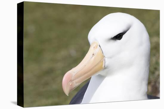 Black-Browed Albatross or Mollymawk, Portrait. Falkland Islands-Martin Zwick-Premier Image Canvas