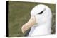 Black-Browed Albatross or Mollymawk, Portrait. Falkland Islands-Martin Zwick-Premier Image Canvas