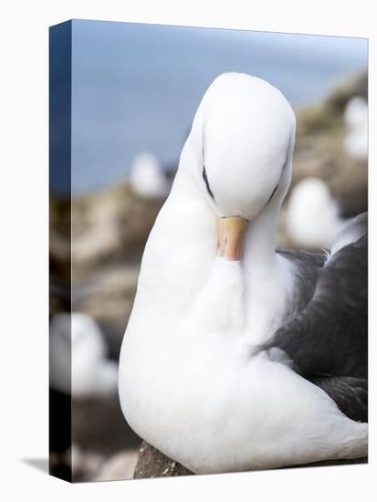 Black-Browed Albatross or Mollymawk, Portrait. Falkland Islands-Martin Zwick-Premier Image Canvas