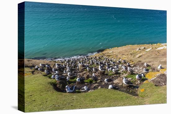 Black-browed albatross (Thalassarche melanophris) breeding colony on Saunders Island, Falkland Isla-Michael Nolan-Premier Image Canvas