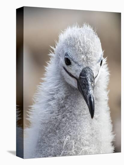 Black-browed albatross (Thalassarche melanophris), chick at breeding colony on Saunders Island-Michael Nolan-Premier Image Canvas