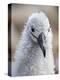 Black-browed albatross (Thalassarche melanophris), chick at breeding colony on Saunders Island-Michael Nolan-Premier Image Canvas