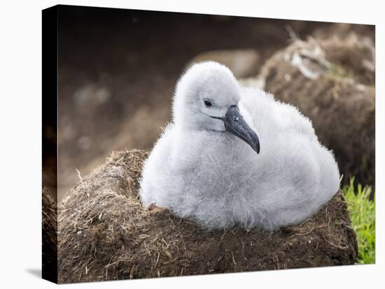 Black-browed albatross (Thalassarche melanophris), chick at breeding colony on Saunders Island-Michael Nolan-Premier Image Canvas