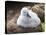 Black-browed albatross (Thalassarche melanophris), chick at breeding colony on Saunders Island-Michael Nolan-Premier Image Canvas