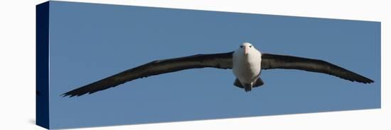 Black-Browed Albatross (Thalassarche Melanophris), Falkland Islands-null-Premier Image Canvas