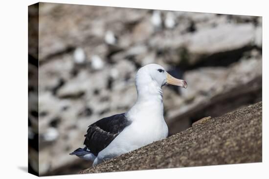 Black-browed albatross (Thalassarche melanophris) in breeding colony on Saunders Island, Falkland I-Michael Nolan-Premier Image Canvas