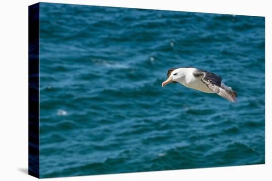 Black-browed albatross (Thalassarche melanophris), Saunders Island, Falklands, South America-Michael Runkel-Premier Image Canvas