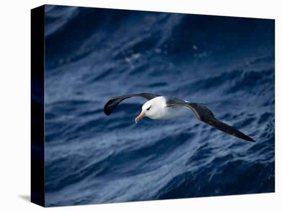 Black-Browed Albatross (Thalassarche Melanophrys), Southern Ocean, Antarctic, Polar Regions-Thorsten Milse-Premier Image Canvas