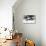 Black Bull-Mark Adlington-Premier Image Canvas displayed on a wall