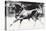 Black Bull-Mark Adlington-Premier Image Canvas