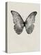 Black Butterfly on Tan-Design Fabrikken-Premier Image Canvas