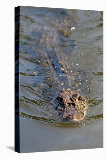 Black caiman (Melanosuchus niger) swimming in the Madre de Dios River, Manu National Park-G&M Therin-Weise-Premier Image Canvas