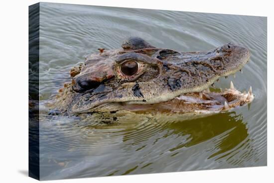 Black caiman (Melanosuchus niger) swimming in the Madre de Dios River, Manu National Park-G&M Therin-Weise-Premier Image Canvas